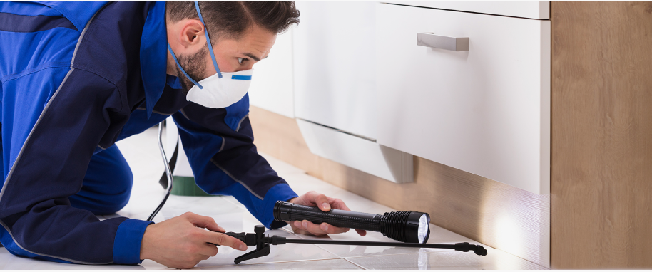 Cerritos pest xpert removal